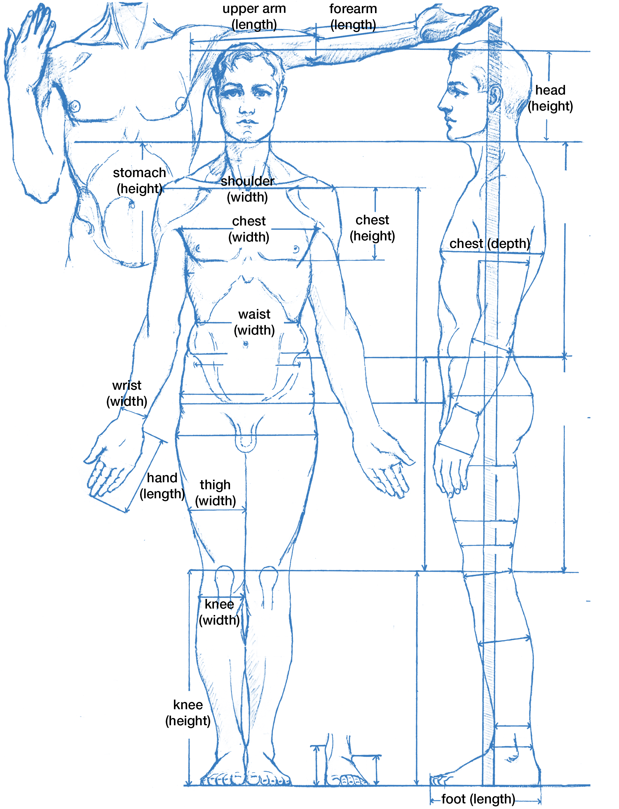 Drawing Human Proportions Calculator