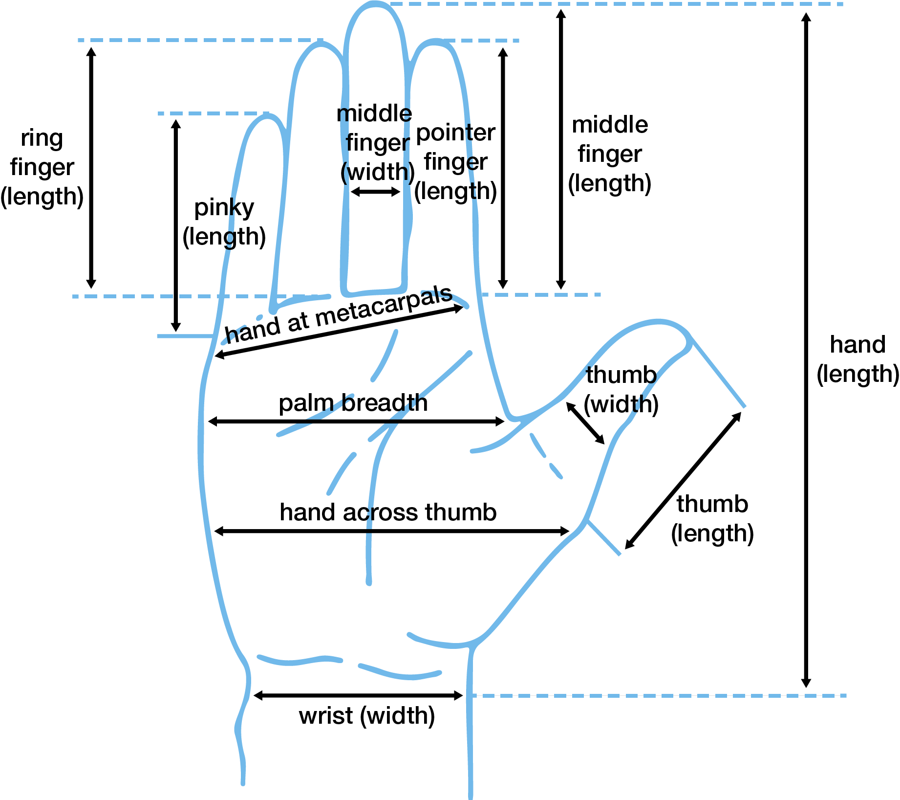 About Human proportions Calculator